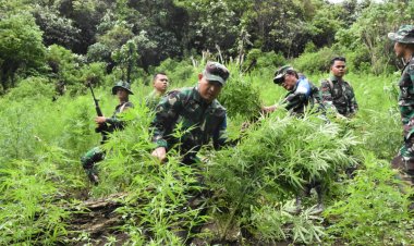 Jalan Kaki 6 jam, Danrem 023/KS Pimpin Prajurit Musnahkan 3 Ha Ladang Ganja di Bukit Tor Sihite