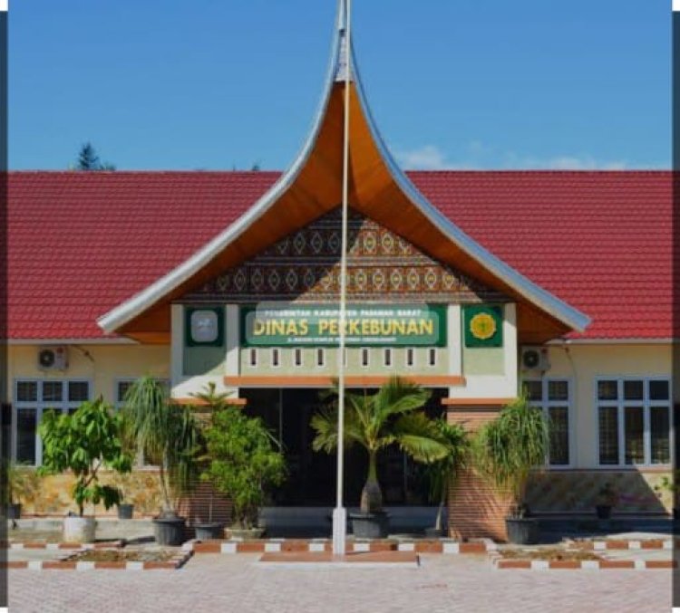 Sawit Tua Kebun TKD Pasaman Barat,   Dinas Terkait Beri Penjelasan Soal Produktivitas