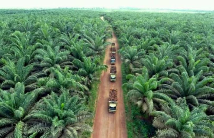 "Dari 12 Perusahaan Sawit di Kuansing, Hanya 7 yang Memegang Izin HGU"
