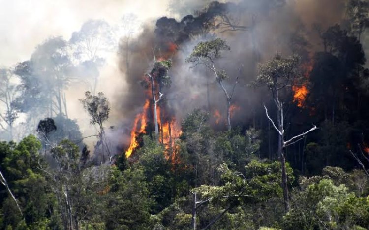 Pj Gubernur SF Hariyanto Tetapkan Riau dalam Status Siaga Darurat Karhutla