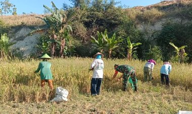 Babinsa Panen Padi Bersama Poktan Tani Mituhu di Sragen