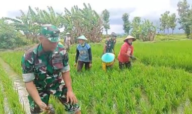 Dorong Ketahanan Pangan, Babinsa Turun ke Sawah