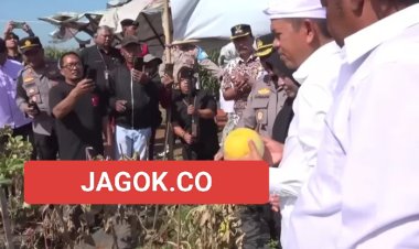 Dedi Mulyadi Borong Melon BUMDes Ciawijapura untuk Warga