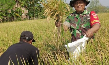 Babinsa Nogosari Dampingi Ubinan Padi untuk Prediksi Panen