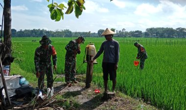 Babinsa Sragen Semprot Hama Walang Sangit, Lindungi Panen Petani