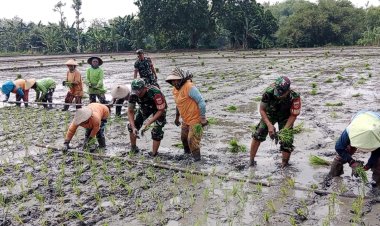 Babinsa Sragen Bantu Petani Tanam Padi di Tengah Terik dan Lumpur