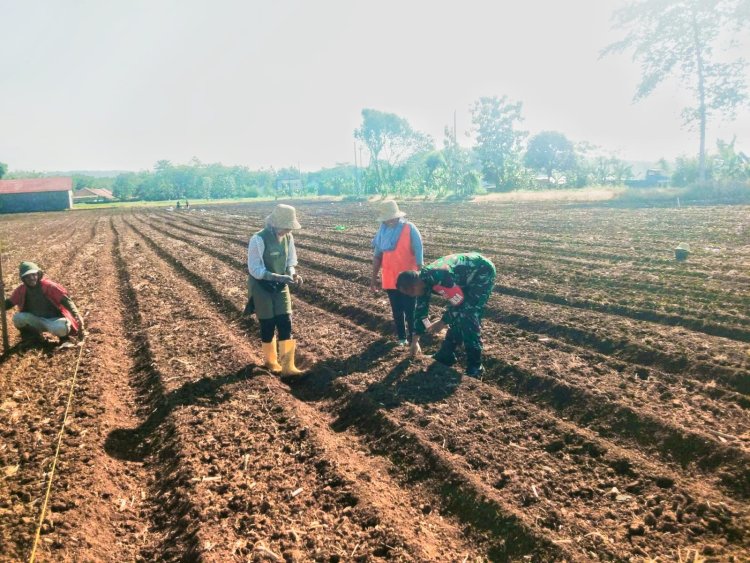 Babinsa Simo Dukung Petani Boyolali Tanam Jagung di Musim Kemarau
