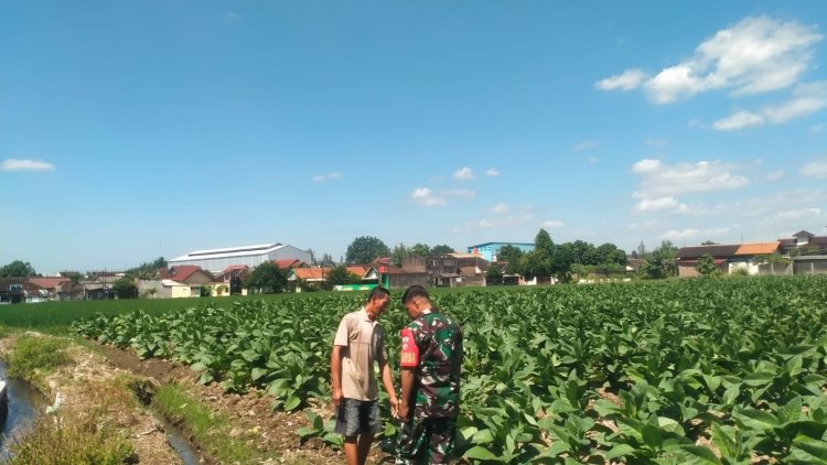 Babinsa Banyudono Dukung Petani Tembakau Boyolali Tingkatkan Produktivitas