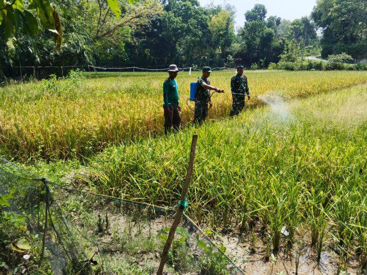 Babinsa Sragen Dampingi Petani Semprot Padi Cegah Hama