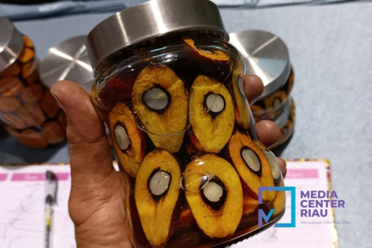 Harga TBS Sawit Riau Naik, Mitra Plasma Tembus Rp 3.467 per Kg