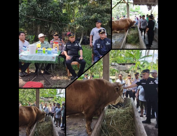 Bupati Asmar Tinjau Sapi Kurban Presiden RI 903 Kg di Meranti