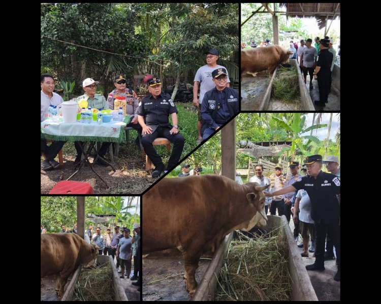 Bupati Asmar Tinjau Sapi Kurban Presiden RI 903 Kg di Meranti