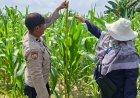 Aipda Wempi Kamri Personil Polsek Pangkalan Kerinci Giat Monitoring Jagung Pipil Guna Dukung Ketahanan Pangan