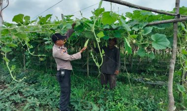 Bhabinkamtibmas Polsek Pangkalan Kerinci Monitoring Lahan Bergizi Warga Binaan  Guna Dukung Ketahanan Pangan