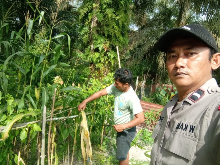 Bhabinkamtibmas Desa Makmur Aipda Wempi Kamri Sambangi Pekarangan Bergizi Guna Dukung Ketahanan Pangan
