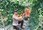 Bhabinkamtibmas Polsek Pangkalan Kerinci Sambangi Lahan Bergizi, Dukung Ketahanan Pangan Masyarakat