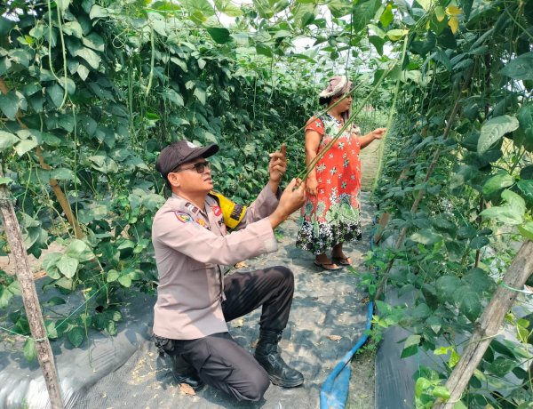 Bhabinkamtibmas Polsek Pangkalan Kerinci Sambangi Lahan Bergizi, Dukung Ketahanan Pangan Masyarakat