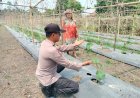Sukseskan Swasembada Pangan, Bhabinkamtibmas Polsek Pangkalan Kerinci Sambangi Lahan Bergizi Warga Binaan