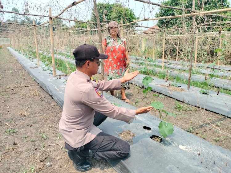 Sukseskan Swasembada Pangan, Bhabinkamtibmas Polsek Pangkalan Kerinci Sambangi Lahan Bergizi Warga Binaan